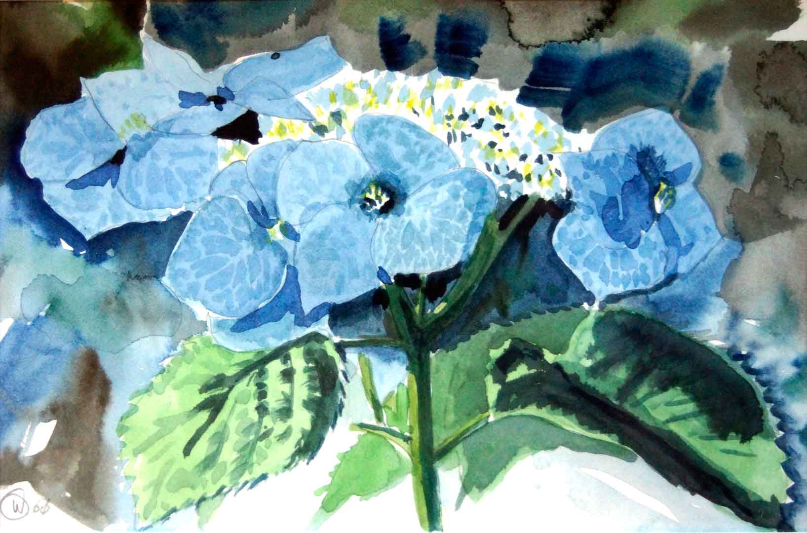 Lace Cap Hydrangeas, Watercolor on paper, 9 x 6